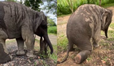'Nice try, troublemaker': Baby elephant tries to sit on caretaker’s lap, internet cannot stop gushing