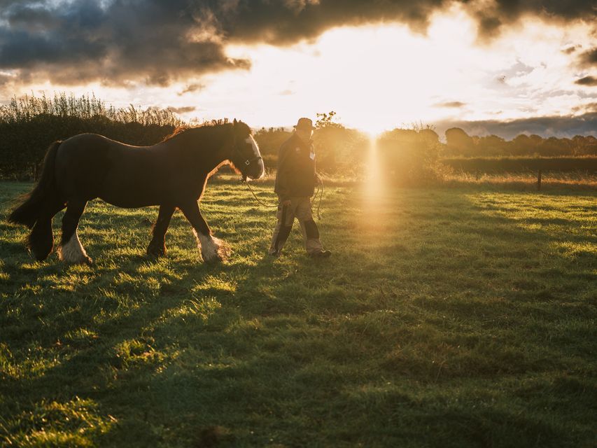 James Coffey from Co Roscommon getting his horse ready on day two of the National Ploughing Championships in Screggan, Tullamore, Co. Offaly. Picture Mark Condren