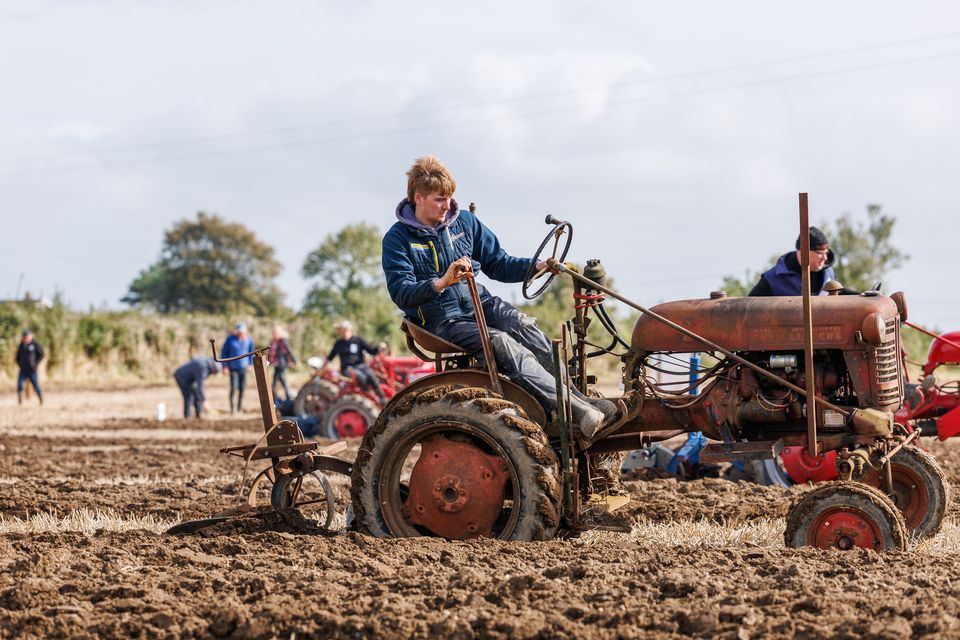 Vintage tractor ploughing on the second day of the National Ploughing Championships in Screggan, Tullamore, Co. Offaly. Pic:Mark Condren