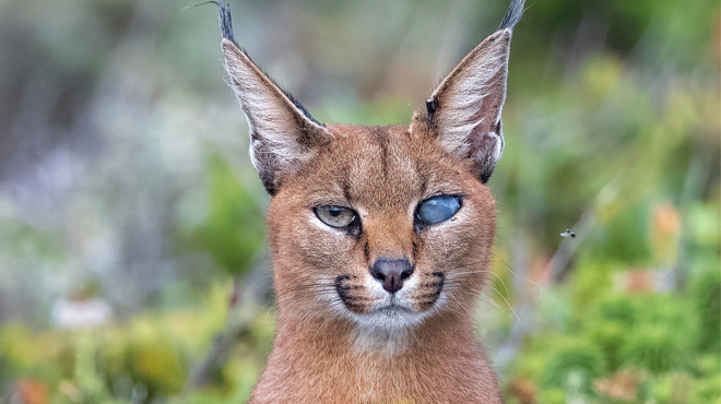 Meet Callisto, Cape Town's one-eyed caracal