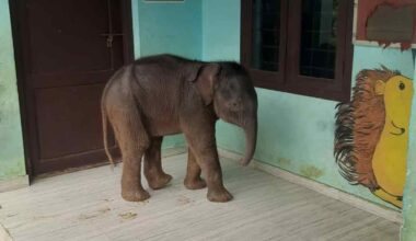 Elephant calf at Government LP School Chekadi. Photo: Special arrangement