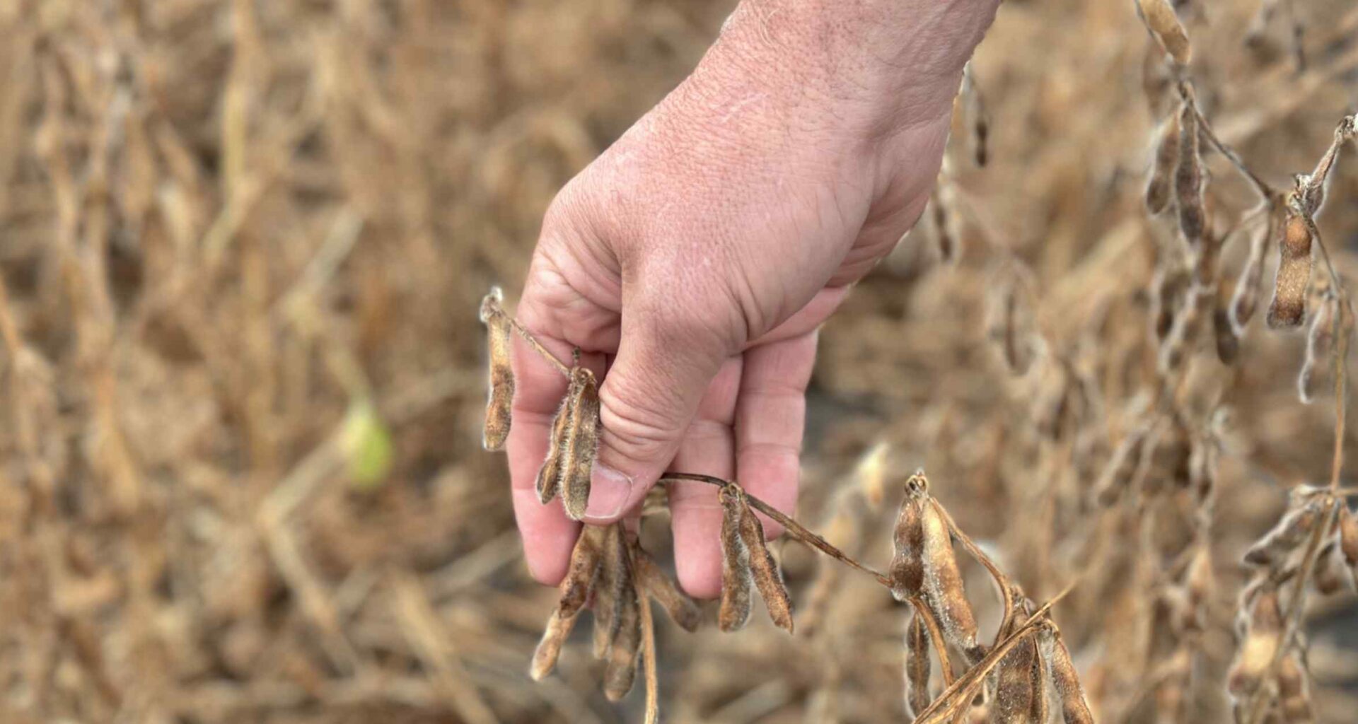 US soybean farmers face crisis as China keeps orders frozen