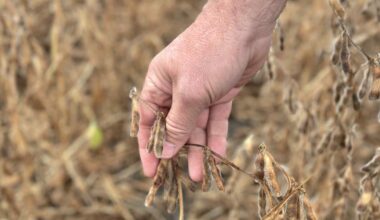 US soybean farmers face crisis as China keeps orders frozen