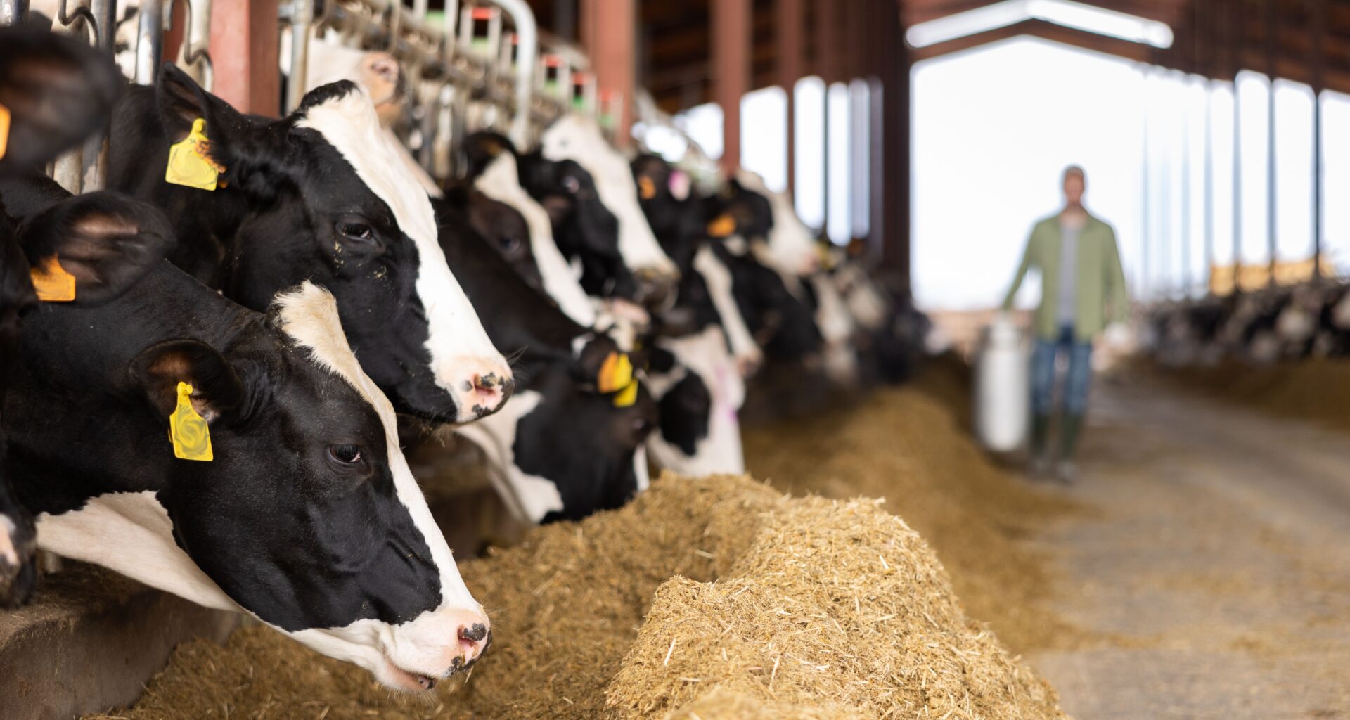 First case of bird flu in dairy cattle confirmed by USDA, and other news