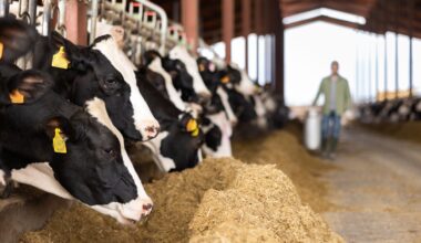 First case of bird flu in dairy cattle confirmed by USDA, and other news