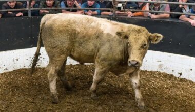 Winter finishers banking on factory prices to rise as over-500kg continentals soar by 33c/kg in marts