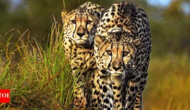 New batch of 8-10 cheetahs expected to arrive in December | India News