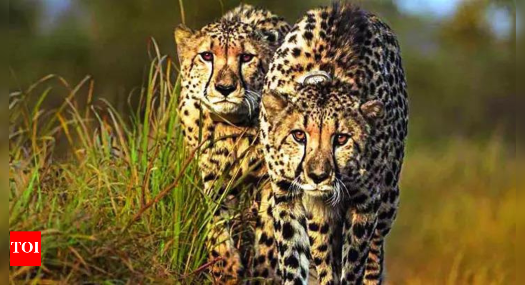 New batch of 8-10 cheetahs expected to arrive in December | India News