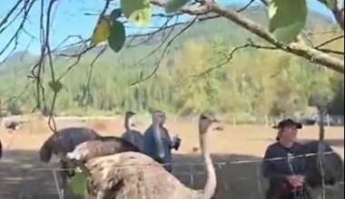 Supreme Court of Canada stays B.C. ostrich cull - YouTube
