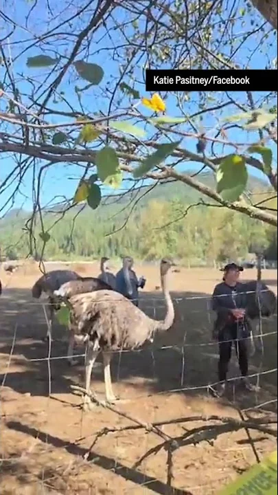 Supreme Court of Canada stays B.C. ostrich cull - YouTube