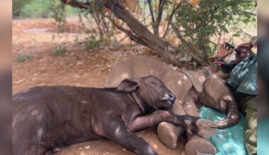 Baby Elephant Was All Alone Until He Fell In Love With An Orphaned Buffalo