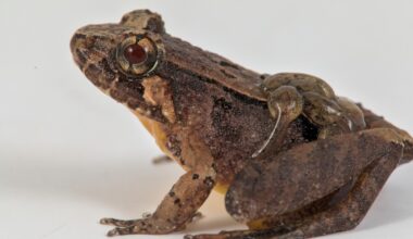 Swiss researchers discover eight new frog species in Borneo