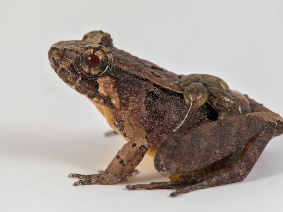 Swiss researchers discover eight new frog species in Borneo