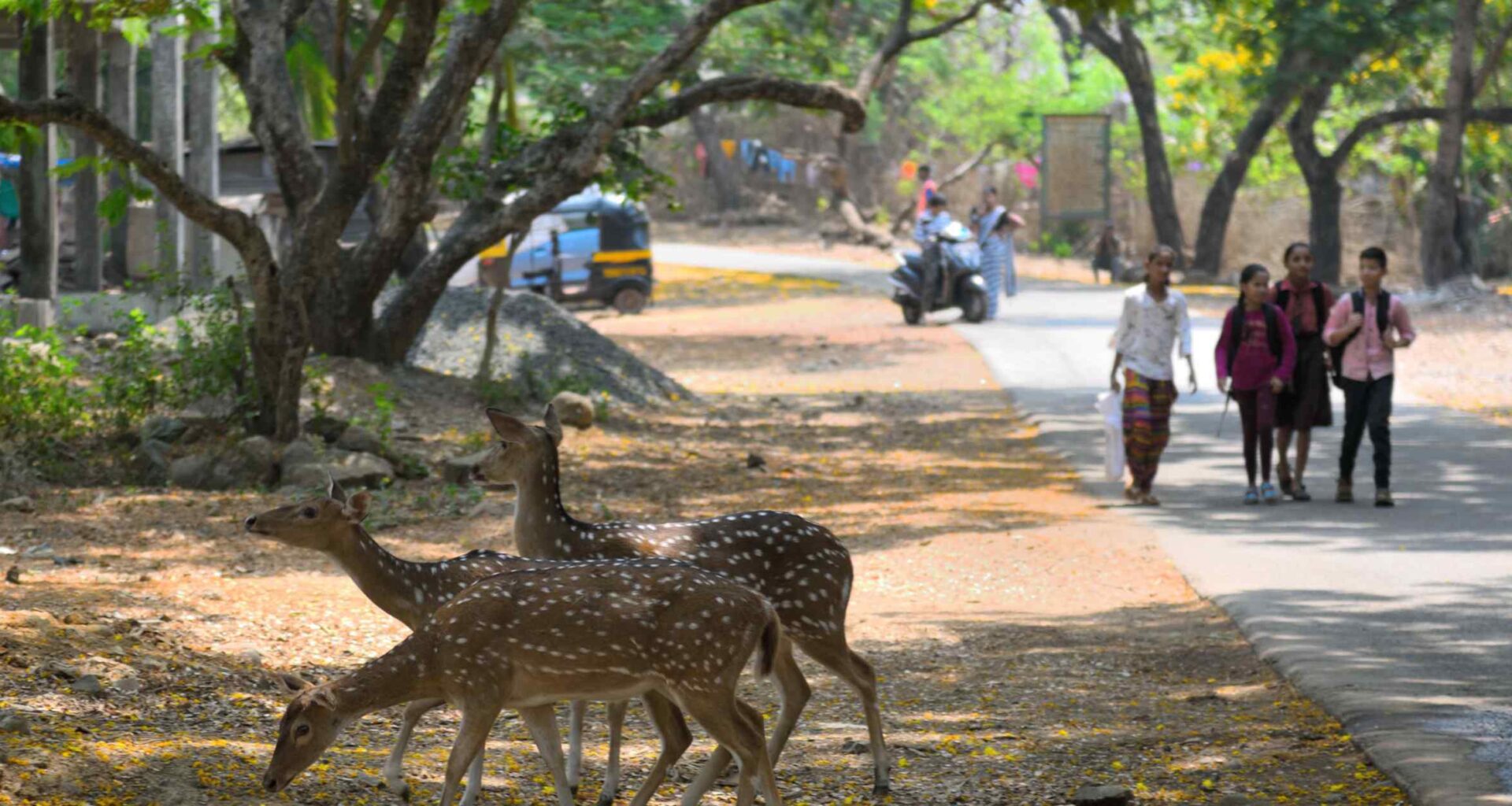 Exploring Mumbai's 'secret' green oases