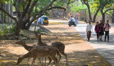 Exploring Mumbai's 'secret' green oases