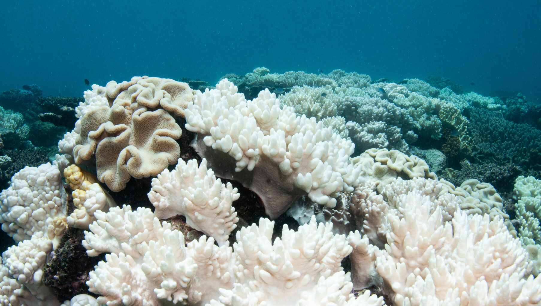 Prolonged exposure to increased water temperatures can kill coral, leading to mass coral bleaching events.