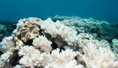 Prolonged exposure to increased water temperatures can kill coral, leading to mass coral bleaching events.