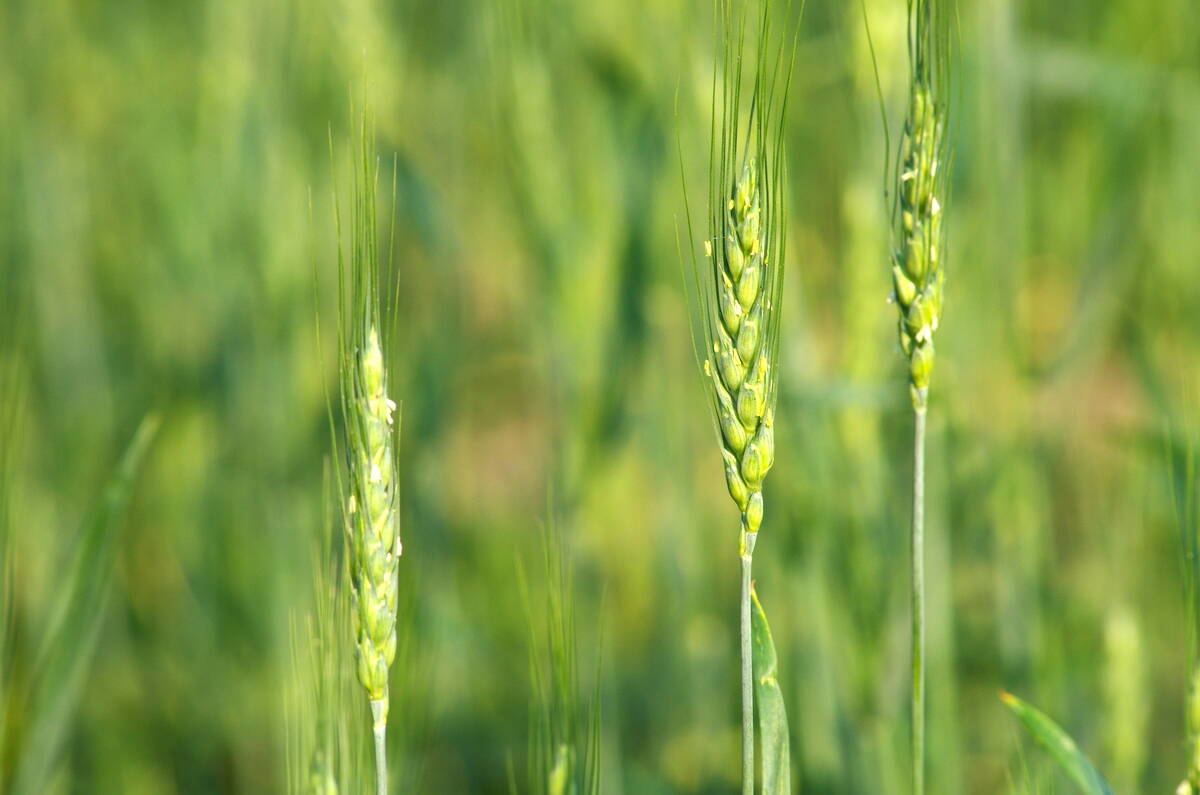 The 2025 wheat crop develops in early summer in central Manitoba. Photo: Alexis Stockford