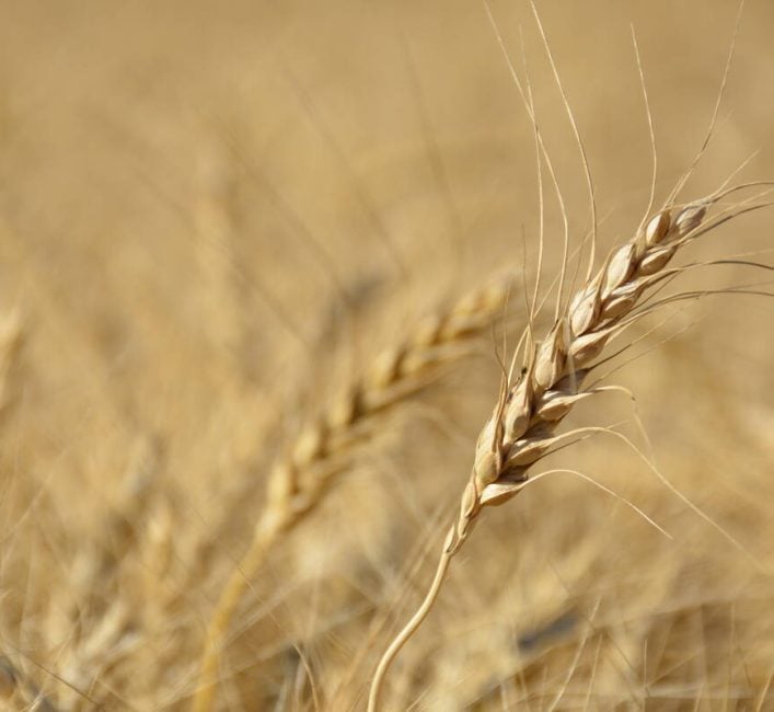 A wheat head in a ripe wheat field west of Marcelin, Sask. on August 27, 2022 Michael Robin photo