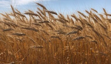 wheat field in St. Andrews, Manitoba in 2018. Photo: Greg Berg