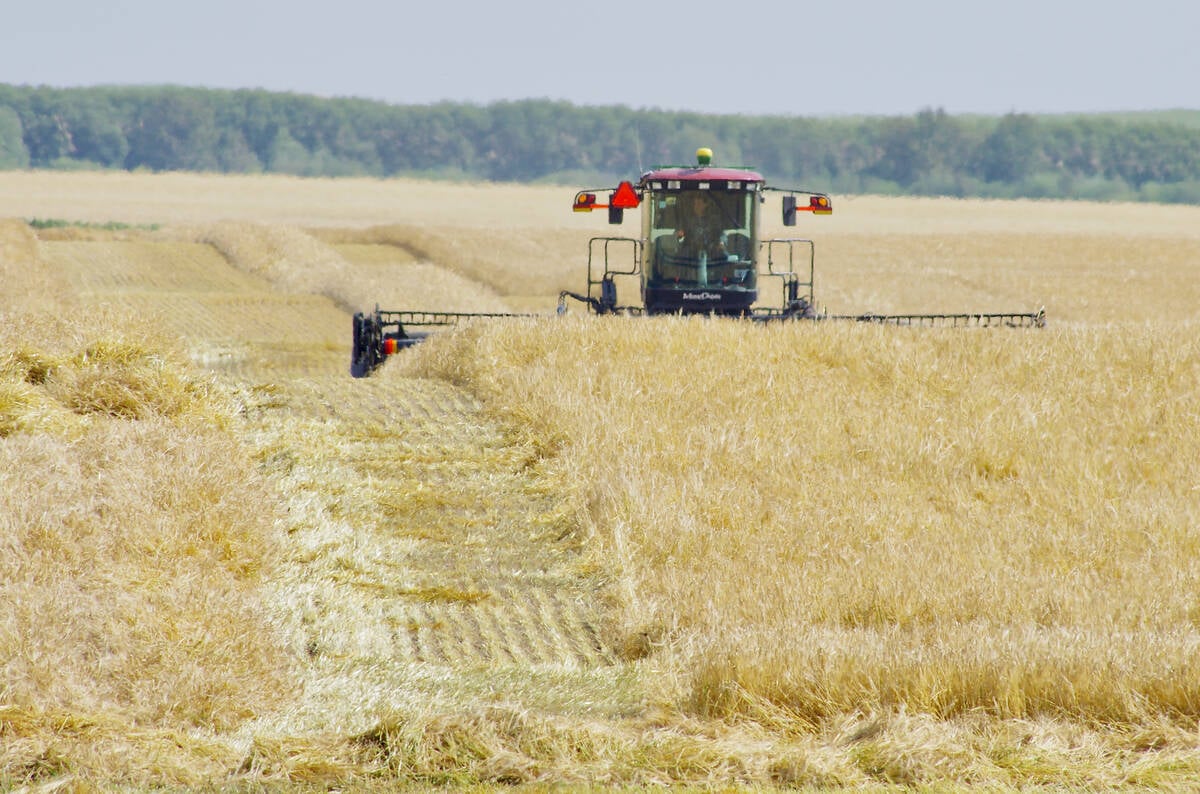 Cereals are swathed north of Darlingford Sept. 1. PHOTO: ALEXIS STOCKFORD