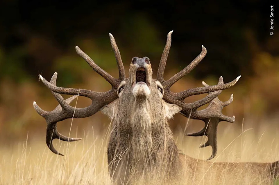 Rutting Call. Photo: Jamie Smart (UK)