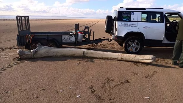 The remains of a large fin whale found on Cefn Sidan sands in Pembrey, Carmarthenshire. Initial assessments indicate it was an adult female measuring 69ft (21m) in length. It was only the fourth confirmed report of a fin whale washing up in Wales this century.