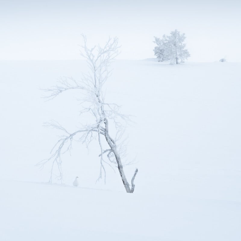 A snow-covered landscape with a bare tree in the foreground, a small animal nearby, and another frosted tree in the distance, all surrounded by smooth, white snow.