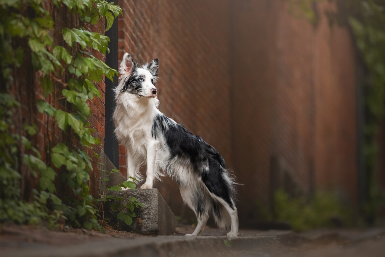 Dog portrait