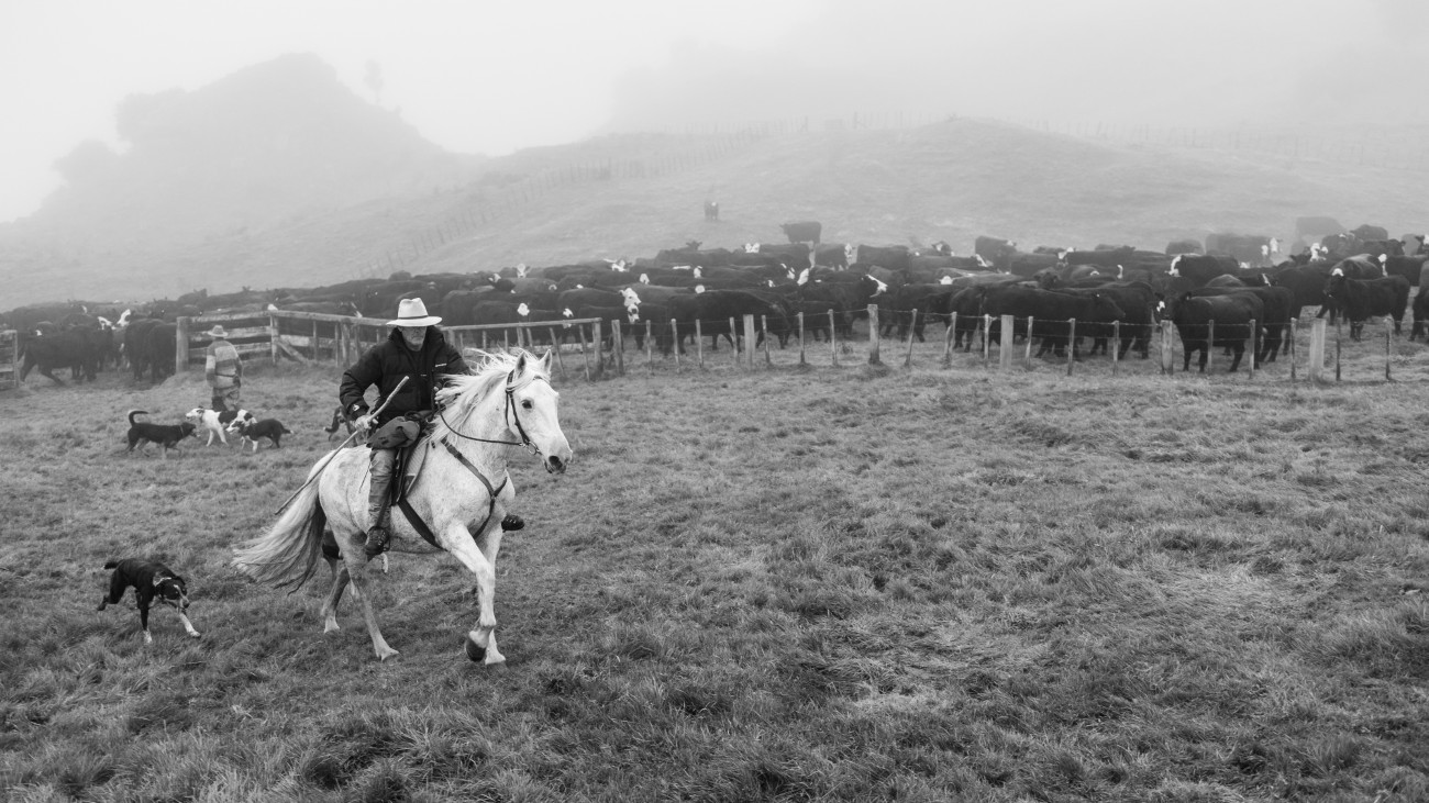 Cowboy on a horse
