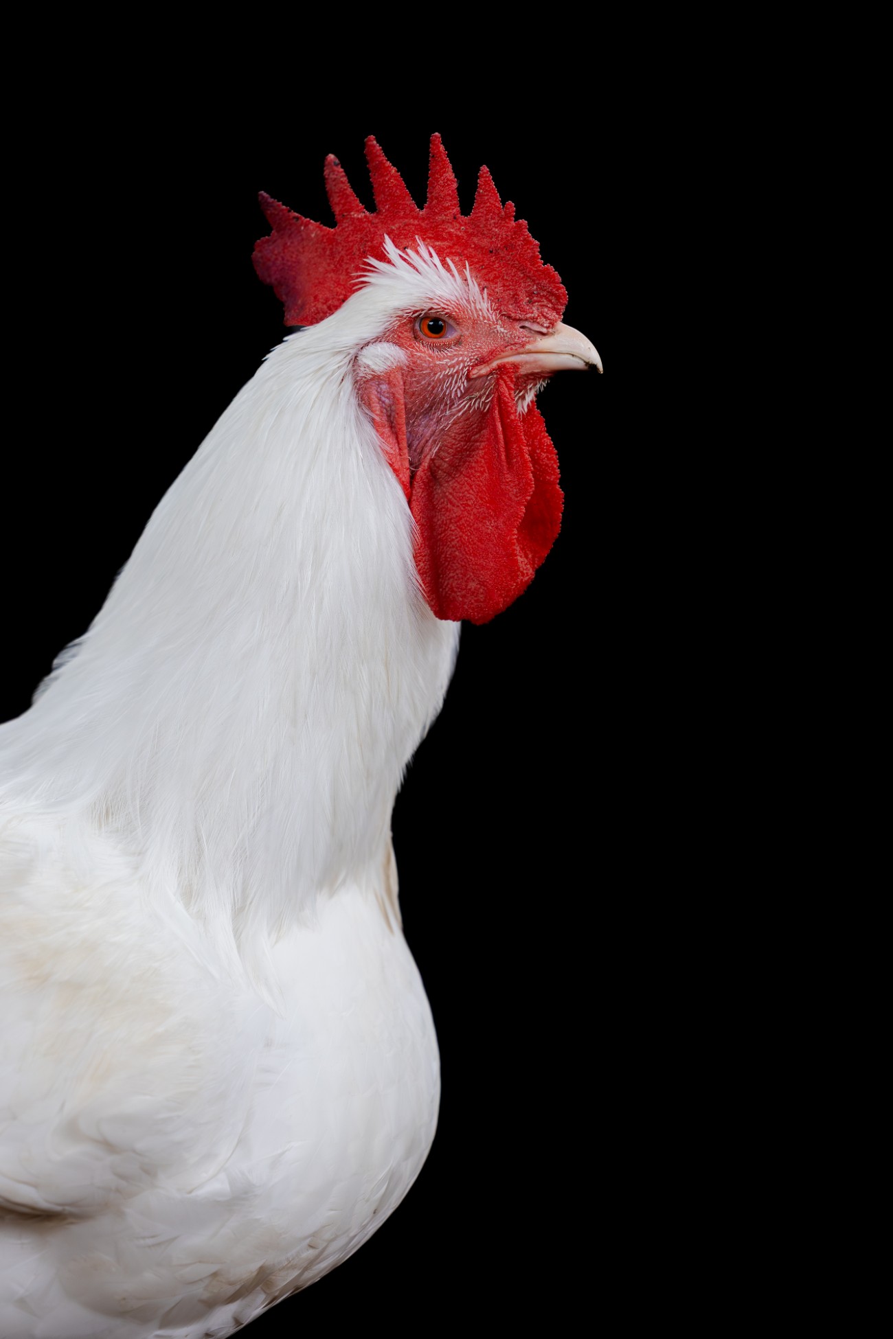 Rooster portrait