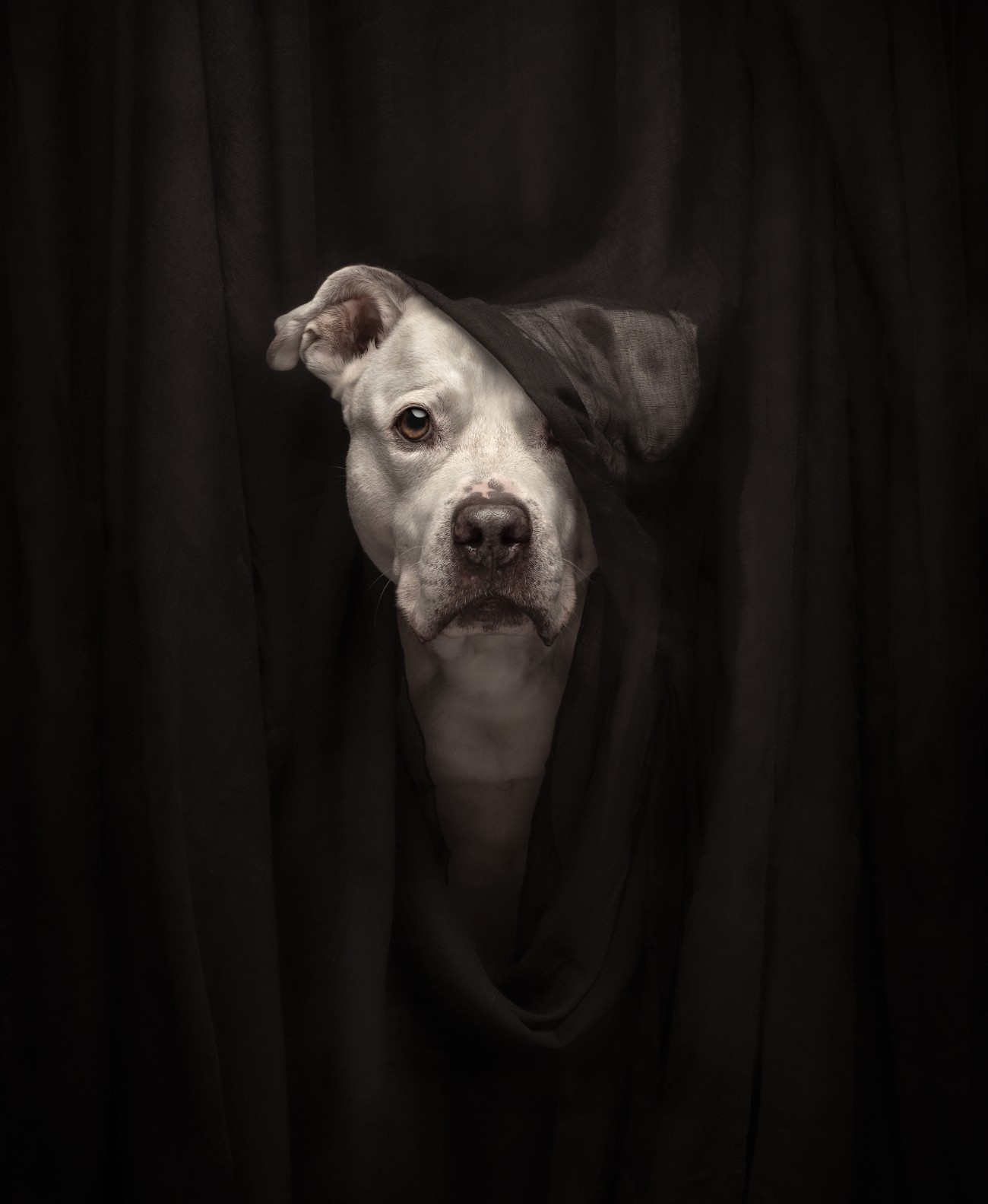 White pitbull portrait