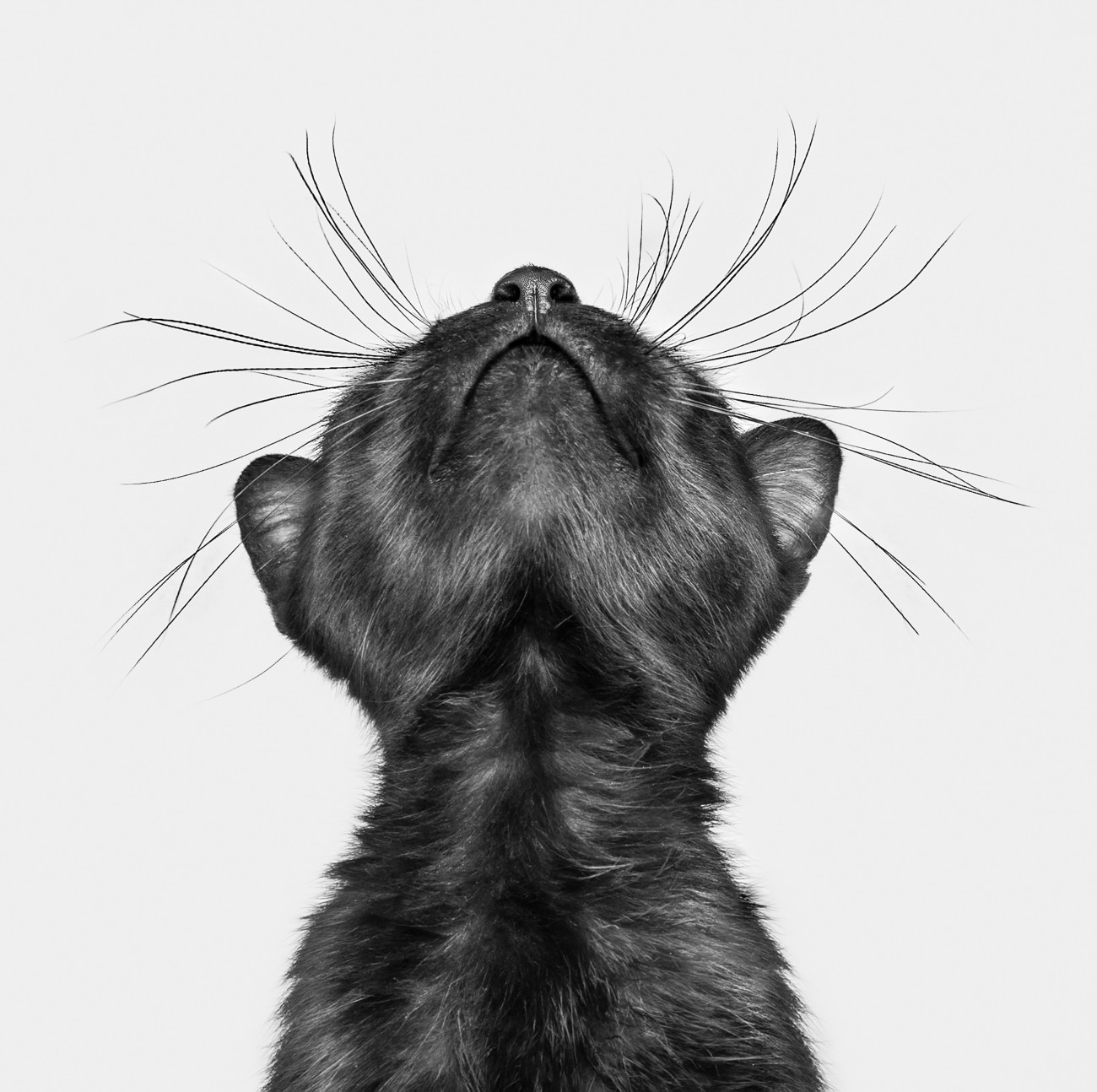 Creative cat portrait