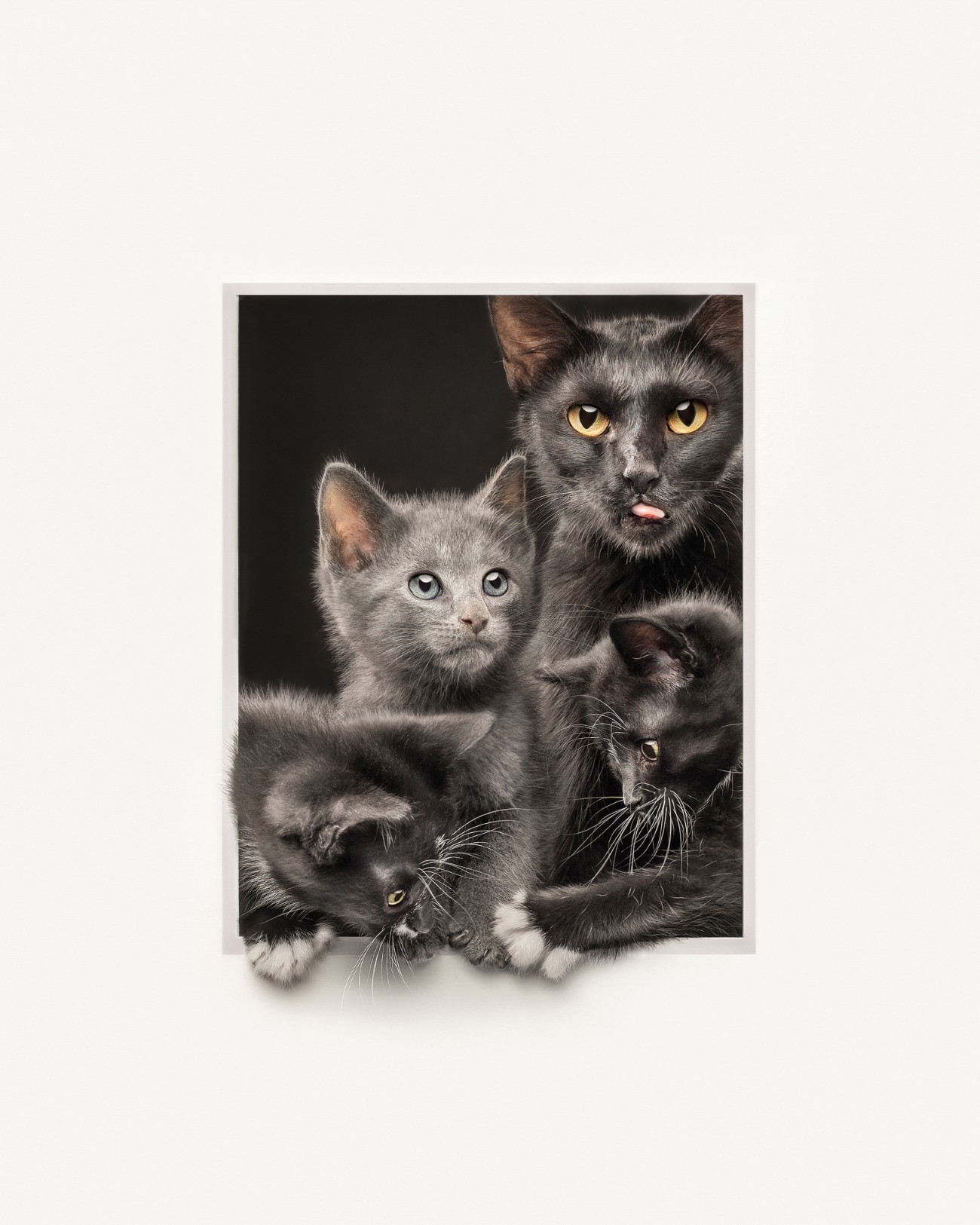 Creative cat portrait