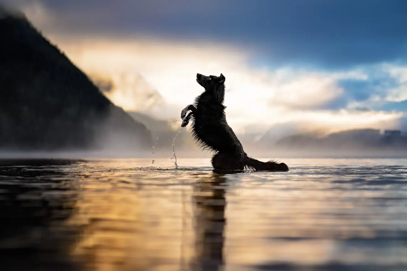 Dog standing in the water