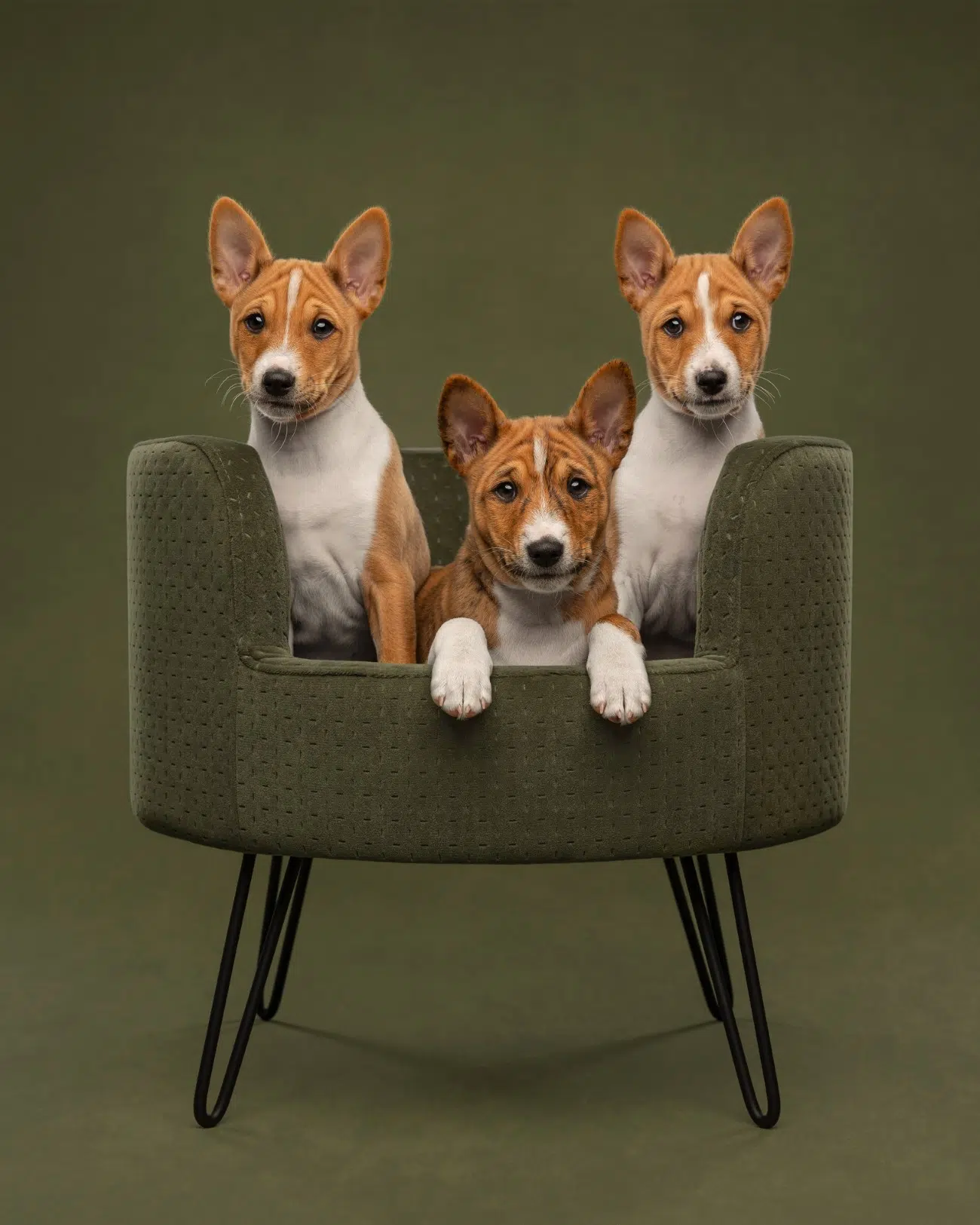 Dog portrait