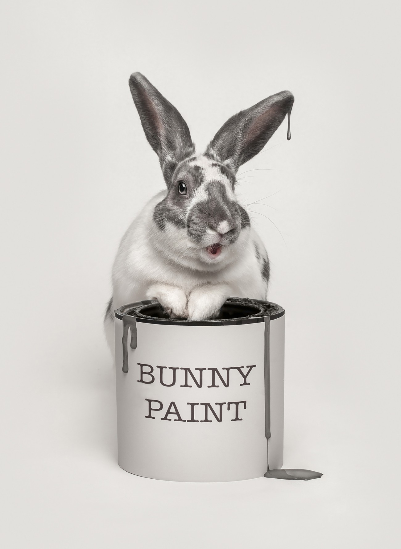 Creative bunny portrait