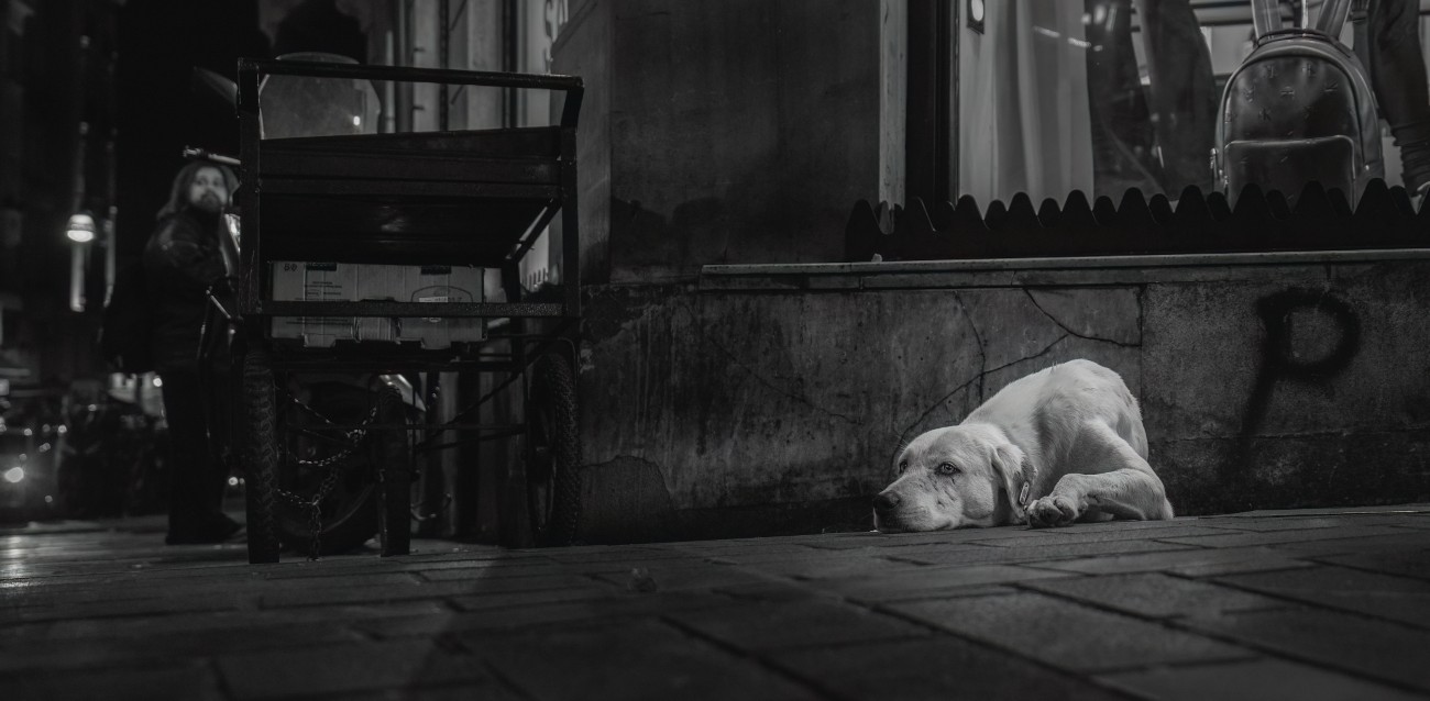 Dog sleeping on the sidewalk