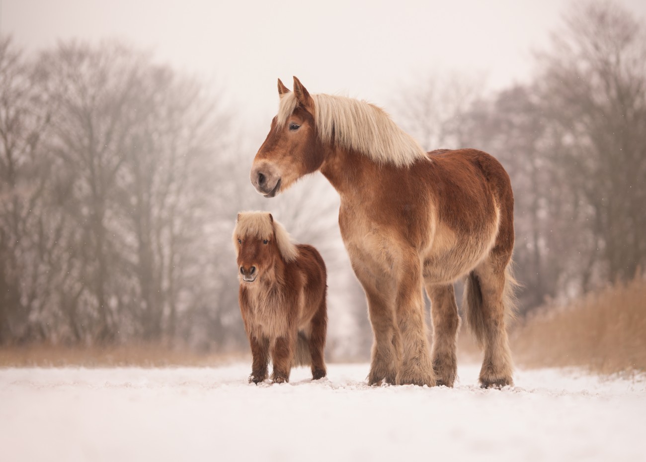 Horses in the snow