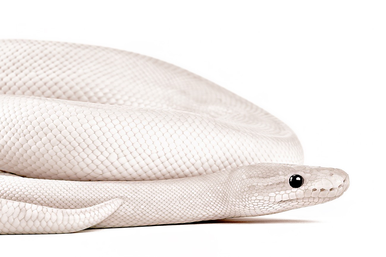 White snake