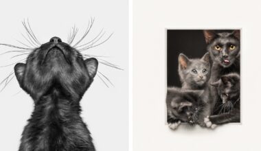 Winners of the 2025 International Pet Photography Awards