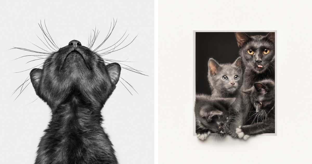 Winners of the 2025 International Pet Photography Awards