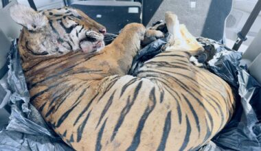 Tiger carcass in car boot sparks outrage in Malaysia
