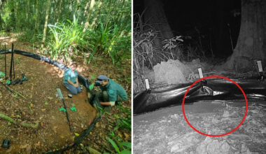 Innovative tactic used to track down 'specialist predator' on Aussie island