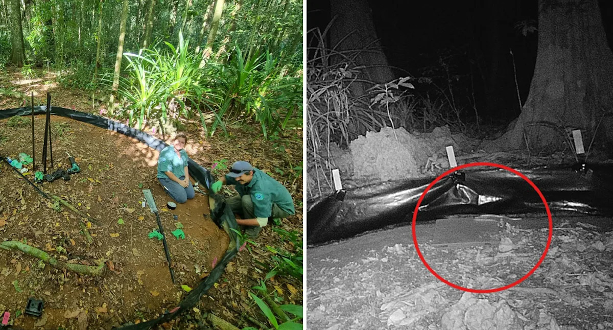 Innovative tactic used to track down 'specialist predator' on Aussie island