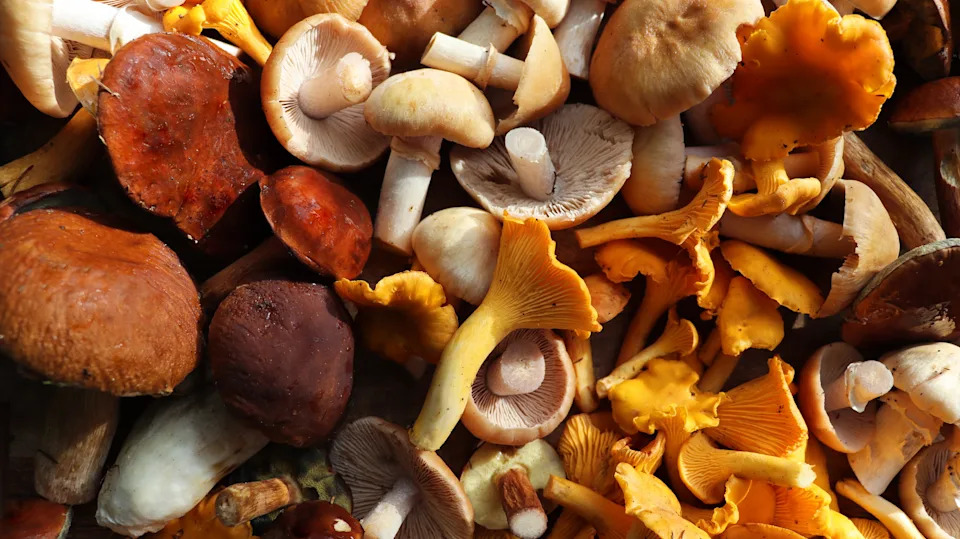 Fresh mixed of forest mushrooms on cutting board over old wooden table .