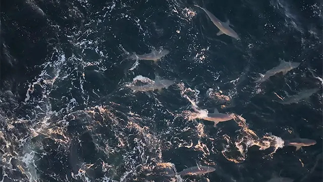 This image from drone video shows hundreds of spinner sharks swimming off the coast of Long Island on Sept. 18.