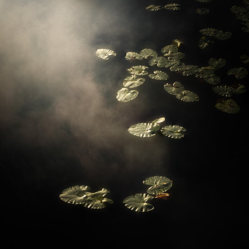 Sunlight shines on green lily pads floating on dark water, with mist or fog creating a soft, atmospheric effect on the left side of the image.