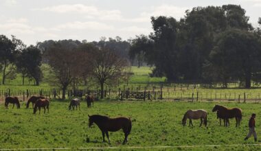 World's first gene-edited horses are shaking up the genteel sport of polo, World News