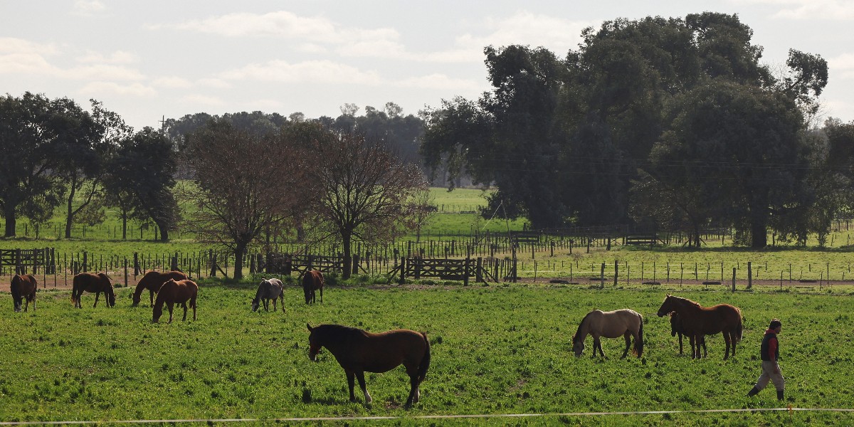 World's first gene-edited horses are shaking up the genteel sport of polo, World News